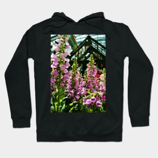 Pink Foxglove Framing a Glass Greenhouse Hoodie